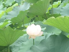 -四川大学(望江校区)
