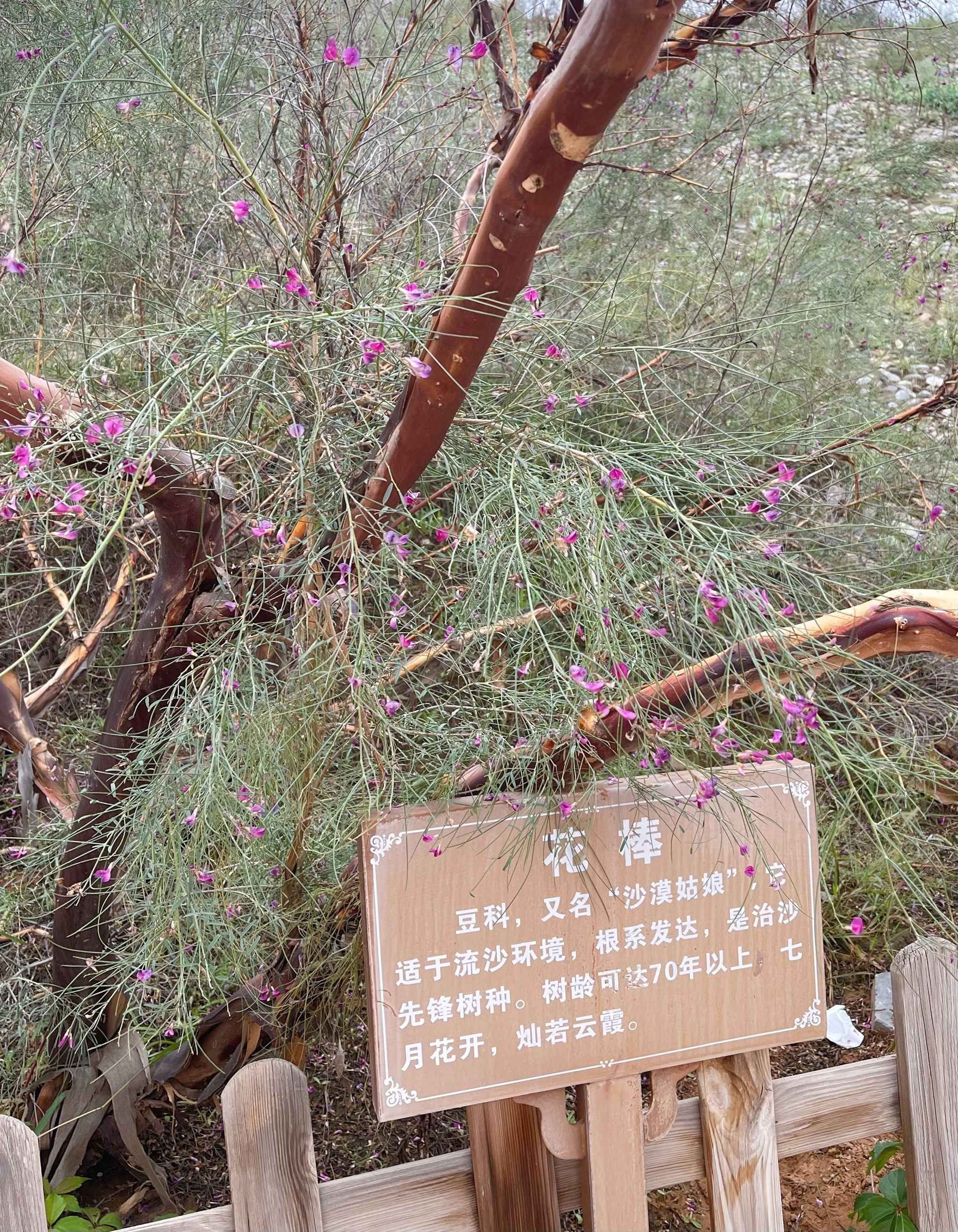 柠条,花棒,梭梭树等等~

特别惊喜💯

#0元玩转这座城
