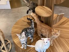 -飞行喵MR PILOT|猫舍·猫咖(静安大融城店)