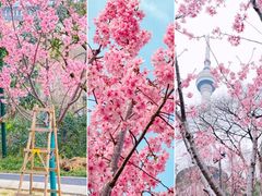 -武汉大学-樱园