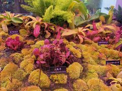 -中国科学院西双版纳热带植物园