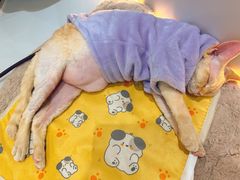 -COLOR PETS 撸猫馆·购猫·猫咖(长风大悦城店)