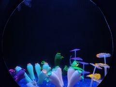 -欢乐海岸海洋奇梦馆