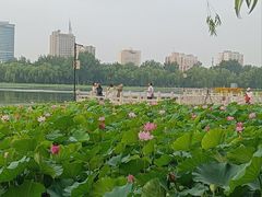-莲花池公园