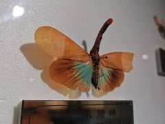 -上海昆虫博物馆