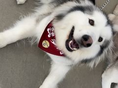 -Husky Go! 哈士奇体验馆·宠物咖啡厅狗咖