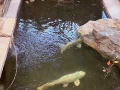 -大水车公馆·顺德菜·妈姐菜(均安店)