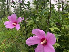 -永定河休闲森林公园