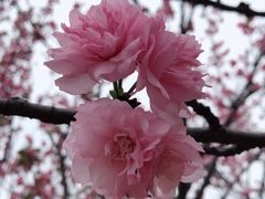 -天适樱花悠乐园
