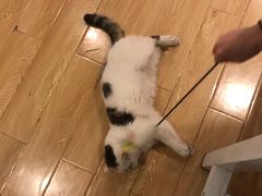 -Cappucimeow猫咪咖啡馆(韦伯时代店)
