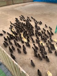 -萌宠亲子动物乐园(槐房万达店)