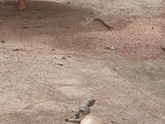 -深圳野生动物园