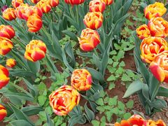 -洛阳郁金香牡丹园