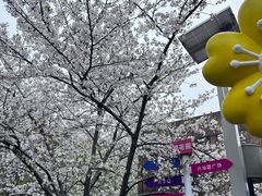 -高东镇樱花园