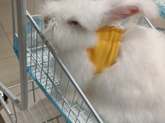 -怪兽屋·羊驼·猫咖·狗咖(俊华广场店)