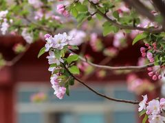 -海棠花溪(元大都城垣遗址公园)