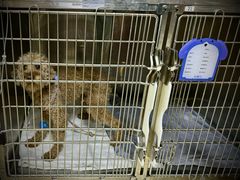 -美联众合动物医院·24h转诊中心