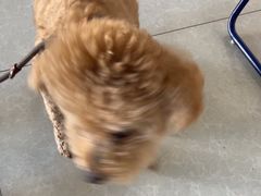 -瑞派福兴宠物医院犬猫全科·骨科·中西医结合(河东店)