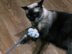 -有猫主题·治愈系猫咖(曾厝垵店)