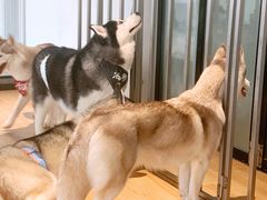 -Husky Go! 哈士奇体验馆·宠物咖啡厅狗咖
