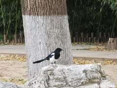 -莲花池公园