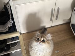 -瑞派宠物医院·犬猫全科·猫友好(宾水西道店)