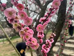 -无锡梅园公园