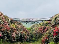 -贵州百里杜鹃风景名胜区