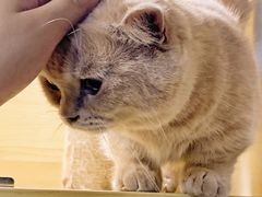 -猫宠乐园·专业洗护