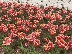 -上海鲜花港