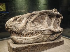 -自贡恐龙博物馆