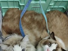 -芭比堂动物医院·心脏科·老年急重症·夜诊·吉雅分院