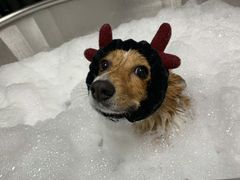 -Oh My Dog宠物沙龙(伊珊娜皮毛护理店)