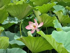 -莲花池公园