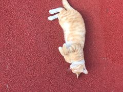 -长藤鬼校(龙翔店)