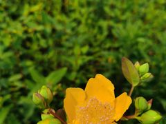 -肖肖酸萝卜鱼火锅(总店)