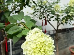 -古大圣慈寺