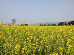 -光明小镇欢乐田园