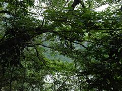 -广州市石门国家森林公园