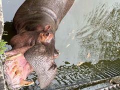 -海南热带野生动植物园