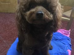 -康乐宝动物医院