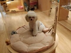 -Pets First伊珊娜洗护·精致美容·家庭式寄养(新会路店)