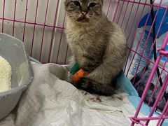 -爱侣宠医·鹦鹉专科·小型哺乳类·异宠专科(灵石路店)