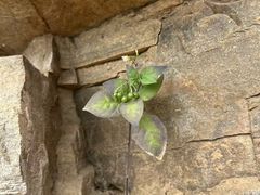 -龙云山风景区-鹿皮关长城