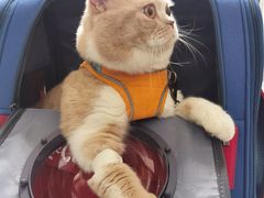 -伟伟宠物医院·CT影像中心·瑞派犬猫综合性门诊(汉口总院)