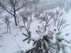-四明山国家森林公园