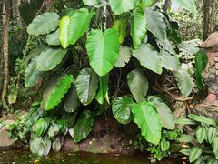 -中国科学院西双版纳热带植物园