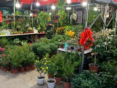 -中环花鸟鱼虫市场