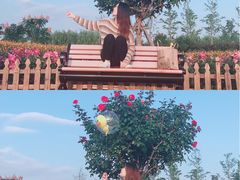-荷兰花海