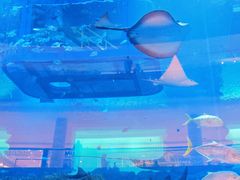 -迪拜水族馆及水下动物园